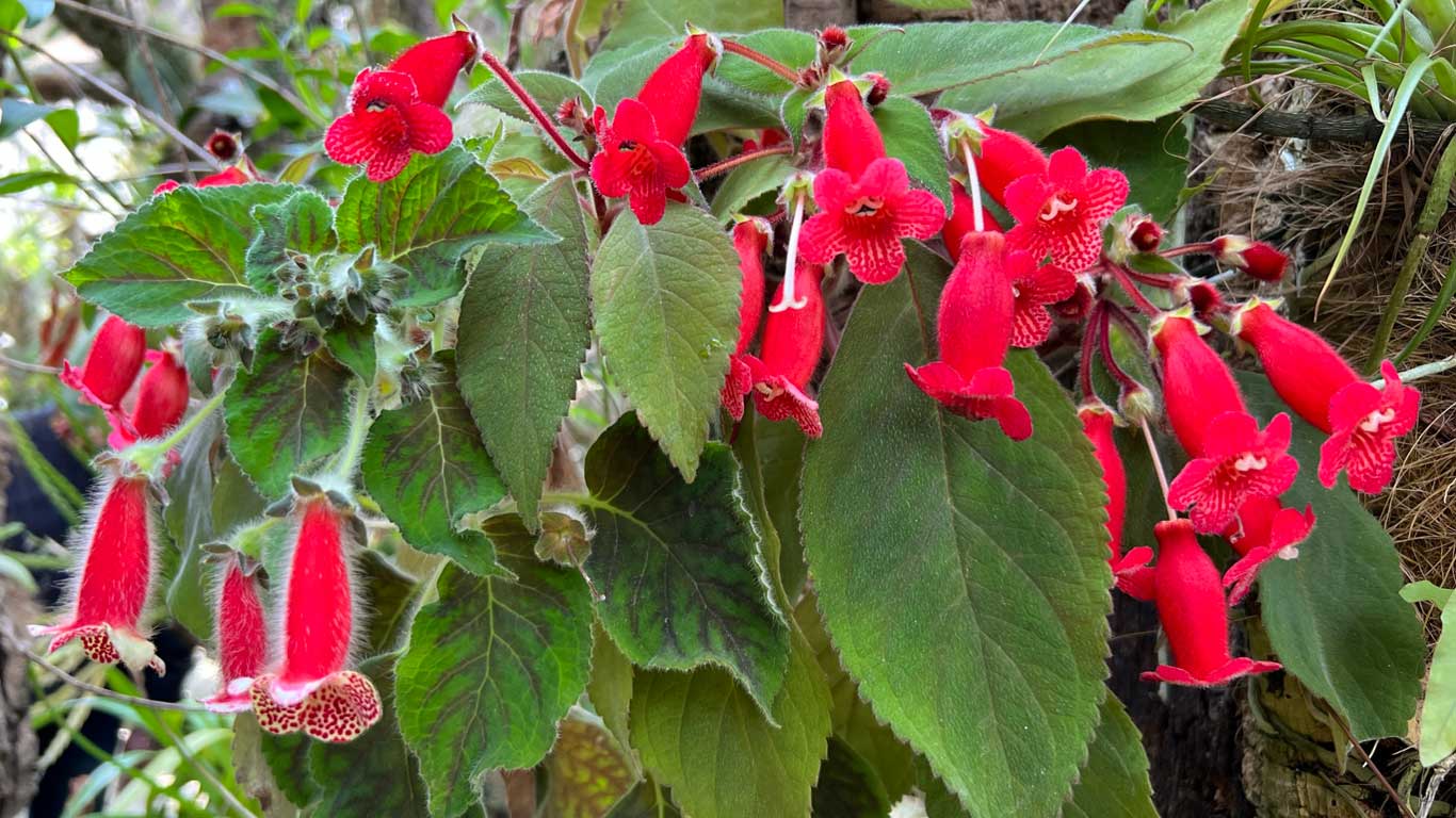 Największe na Costa del Sol Orchidarium