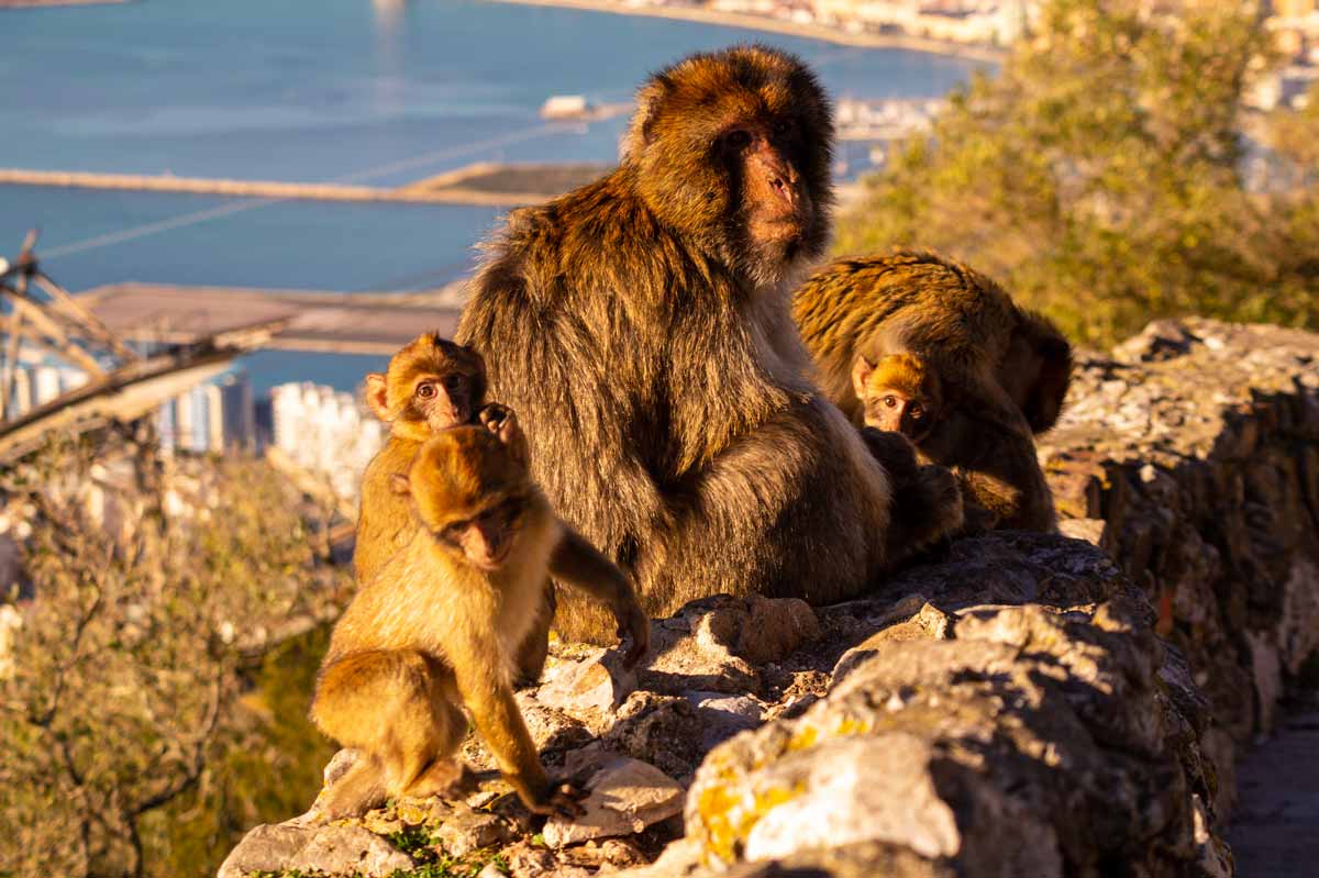 Read full story «Zwiedzamy Gibraltar»
